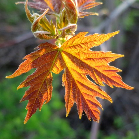 A new leaf on Muskegon's Peck Street, April 5, 2012