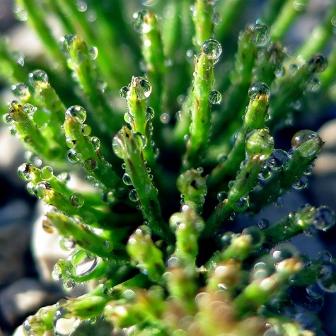 A frosty fern near the Muskegon River, April 21, 2012