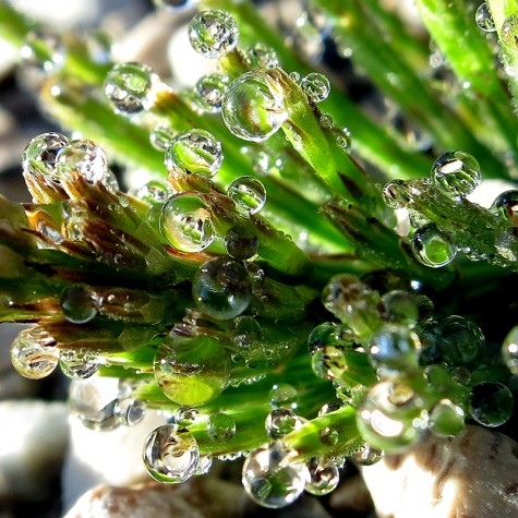 A frosty fern near the Muskegon River, April 21, 2012