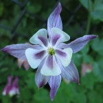 A flower on Muskegon's Lakeshore Bike Trail, May 15, 2012
