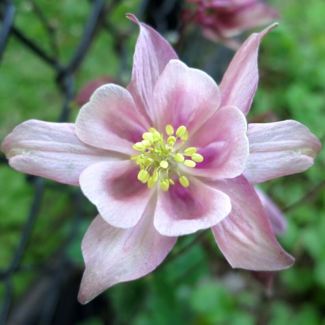 Muskegon Bike Trail flower, May 10, 2012