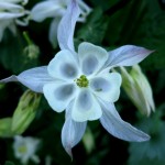 A flower on Muskegon's Lakeshore Bike Trail, May 15, 2012