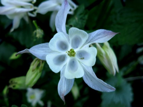 A flower on Muskegon's Lakeshore Bike Trail, May 15, 2012