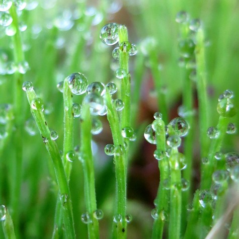 Dew drops, May 13, 2012