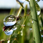 A dewy stem on Muskegon's Lakeshore Bike Trail, May 14, 2012