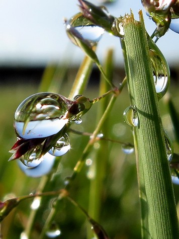 A dewy stem on Muskegon's Lakeshore Bike Trail, May 14, 2012