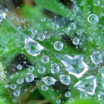 A dewy web in Muskegon, Michigan on May 11, 2012