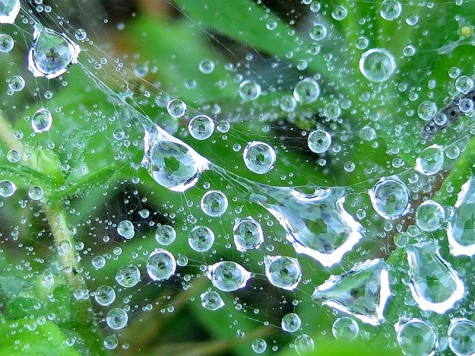 A dewy web in Muskegon, Michigan on May 11, 2012