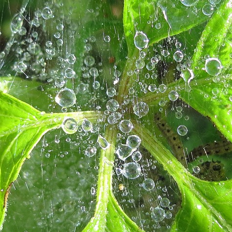 A dewy web in Muskegon, Michigan on May 11, 2012