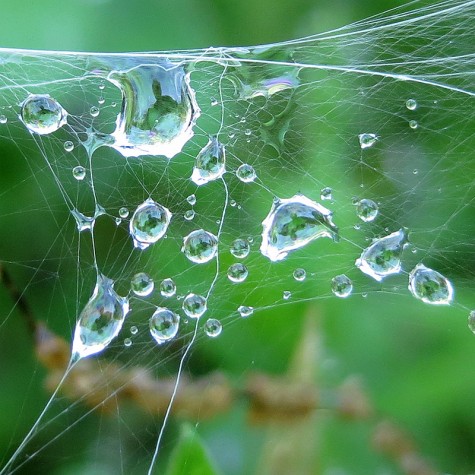 A dewy web in Muskegon, Michigan on May 11, 2012