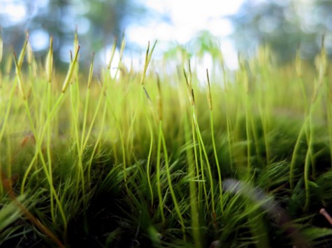 Duck Lake fern, May 13, 2012