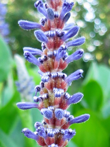 Bike trail flower, June 26, 2012