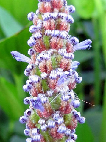 Bike trail flower, June 26, 2012