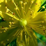 Lakeshore Bike Trail, June 22, 2012