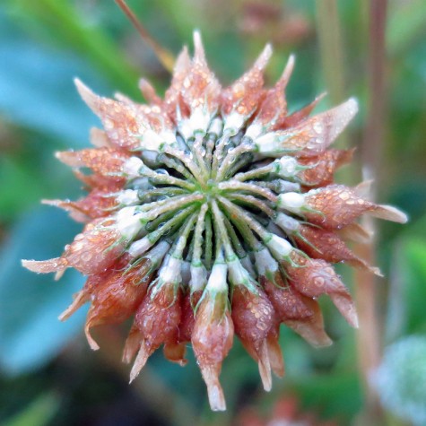 Bike trail flower, June 26, 2012