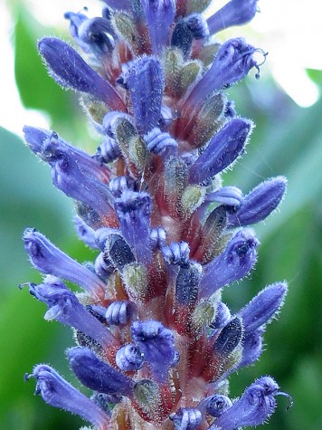 Bike trail flower, June 26, 2012