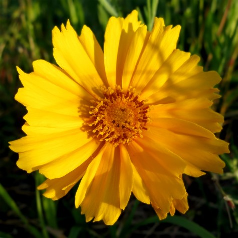 Muskegon Lake flower, June 8, 2012