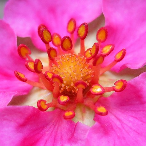 Parking lot flower, May 25, 2012