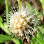 White Lake flower, June 28, 2012