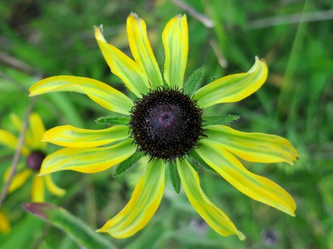 Muskegon Michigan flower