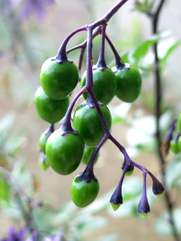 Watermark berries