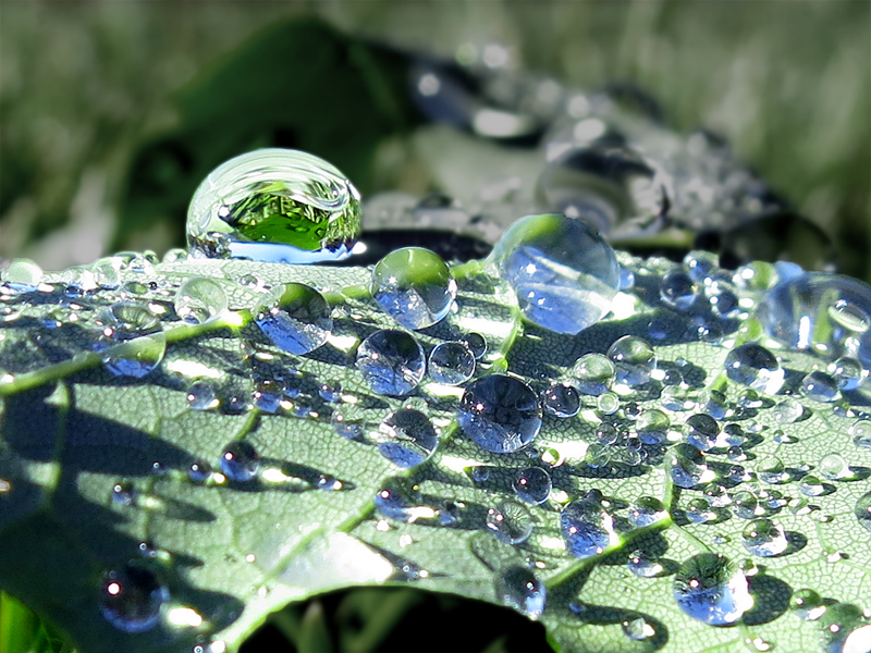 Wet leaf, Muskegon Michigan