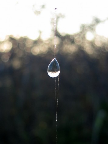 Wet web 2, August 3, 2013