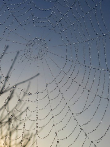 Wet web, August 3, 2013