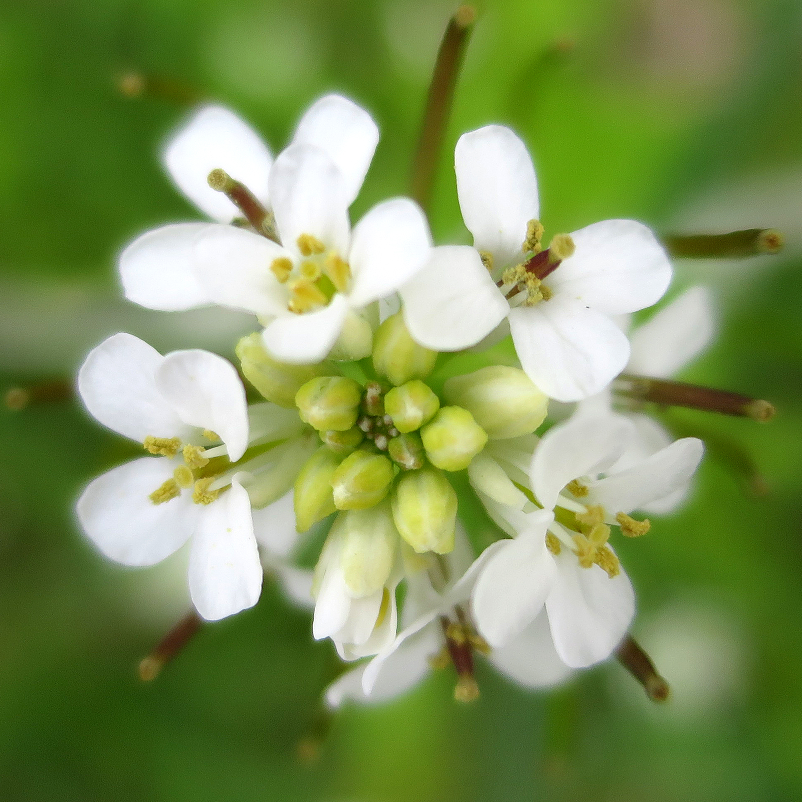 Flowers in Muskegon, Michigan, May 28, 2014