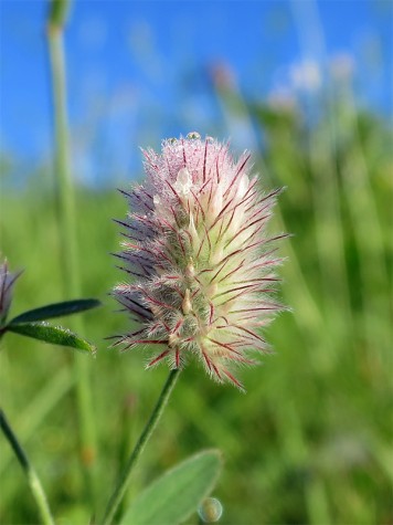 Bike trail flower, July 10, 2014