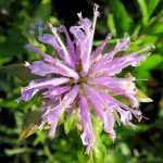 Muskegon Bike Trail flowers, July 5, 2014