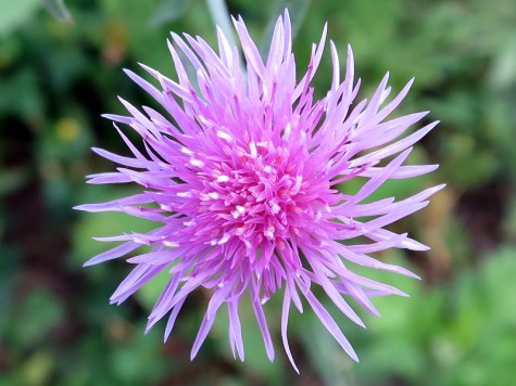 Flower on Muskegon Lakeshore Bike Trail, July 21, 2014