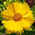 Muskegon Bike Trail flowers, July 5, 2014