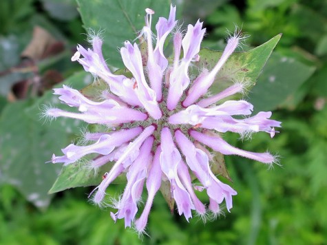 Flower on Muskegon Lakeshore Bike Trail, July 21, 2014