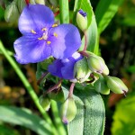 Muskegon Bike Trail flowers, July 5, 2014