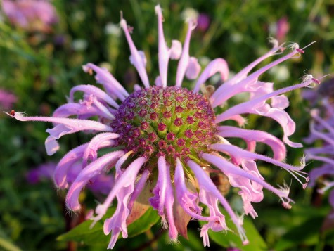 Flower on Muskegon Lakeshore Bike Trail, July 21, 2014