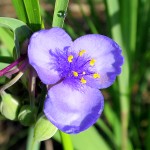 Muskegon Bike Trail flowers, July 5, 2014