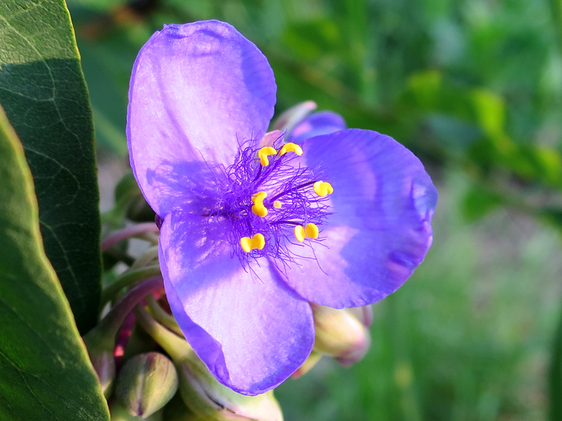 Flower on Muskegon Lakeshore Bike Trail, July 21, 2014