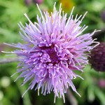 Muskegon Bike Trail flowers, July 5, 2014