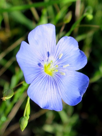 Muskegon Bike Trail flowers, July 5, 2014