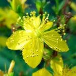 Muskegon Bike Trail flowers, July 5, 2014