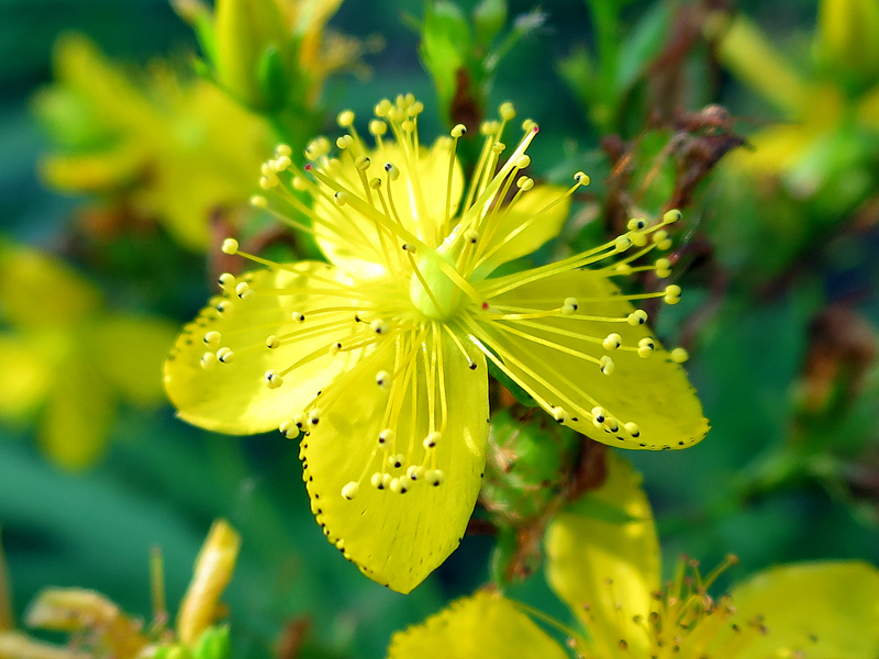 Muskegon Bike Trail flowers, July 5, 2014