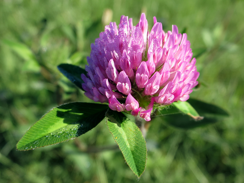 Bike trail flower, July 10, 2014