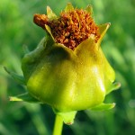 Muskegon Bike Trail flowers, July 5, 2014