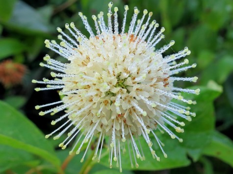 Mosquito Creek flower, August 9, 2014