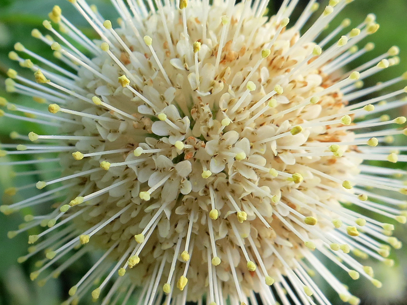 Mosquito Creek flower, August 9, 2014