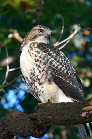 Ruddiman Lagoon Hawk, September 6, 2014