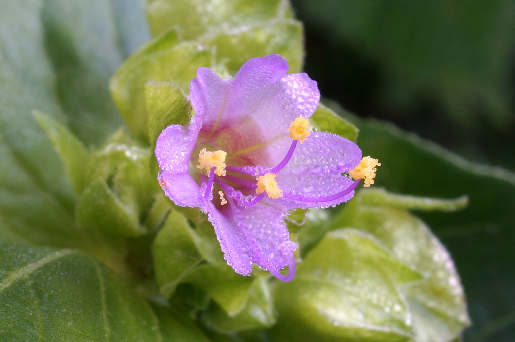 Bike trail flower, June 22, 2015