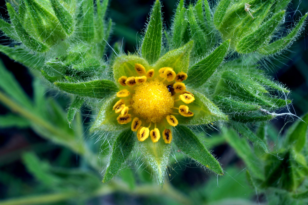 Bike trail flower, June 15, 2015