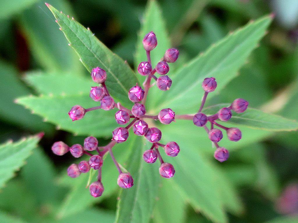 Bike trail flower, June 26, 2015